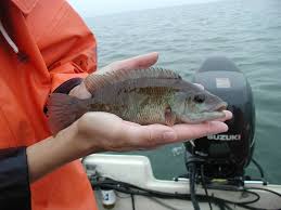 Image result for Tautogolabrus adspersus