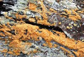 Attēlu rezultāti vaicājumam “Badhamiopsis macrospora”