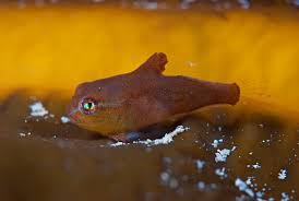 Image result for Cyclopterus lumpus