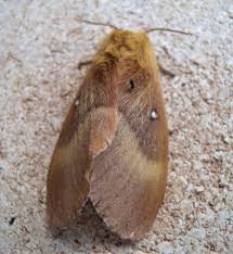 Attēlu rezultāti vaicājumam “Lasiocampa quercus”