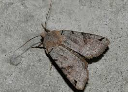 Attēlu rezultāti vaicājumam “Agrochola litura”