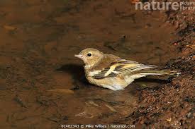 Attēlu rezultāti vaicājumam “Fringilla coelebs female”