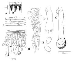Attēlu rezultāti vaicājumam “Schizopora paradoxa”