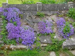 Attēlu rezultāti vaicājumam “Veronica filiformis”