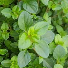Attēlu rezultāti vaicājumam “Thymus pulegioides leaf”