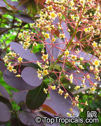 Attēlu rezultāti vaicājumam “Cotinus coggygria flower”