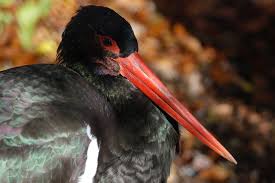 Attēlu rezultāti vaicājumam “Ciconia nigra”