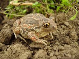 Attēlu rezultāti vaicājumam “Pelobates fuscus”