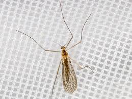 Attēlu rezultāti vaicājumam “Trichocera”