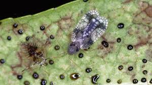 Attēlu rezultāti vaicājumam “Raphidia larva”