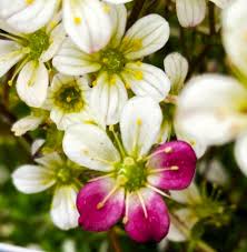 Image result for Steinbrech