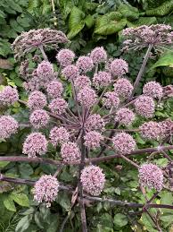 Attēlu rezultāti vaicājumam “Angelica palustris flower”