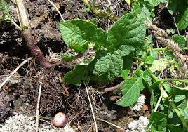 Attēlu rezultāti vaicājumam “Solanum tuberosum leaf”