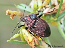 Attēlu rezultāti vaicājumam “Jalla dumosa”