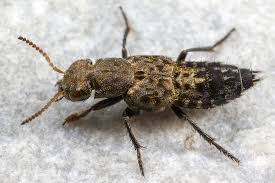 Attēlu rezultāti vaicājumam “Ontholestes murinus”