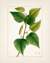 Attēlu rezultāti vaicājumam “Betula papyrifera leaf”