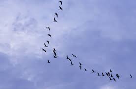 Attēlu rezultāti vaicājumam “Grus grus”