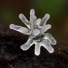 Attēlu rezultāti vaicājumam “Ceratiomyxa fruticulosa macro”