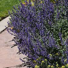 Attēlu rezultāti vaicājumam “Nepeta x faassenii flower”