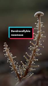 Attēlu rezultāti vaicājumam “Cribraria oregana spores”