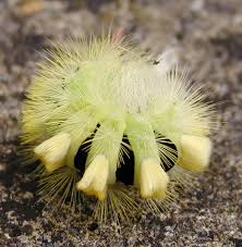 Attēlu rezultāti vaicājumam “Calliteara pudibunda larva”