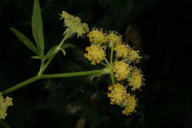 Attēlu rezultāti vaicājumam “Levisticum officinale flower”