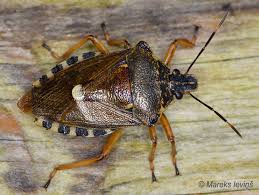 Attēlu rezultāti vaicājumam “Pinthaeus sanguinipes imago”