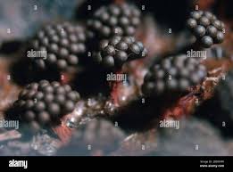 Attēlu rezultāti vaicājumam “Metatrichia vesparia stalked”