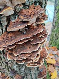 Attēlu rezultāti vaicājumam “Ischnoderma benzoinum”