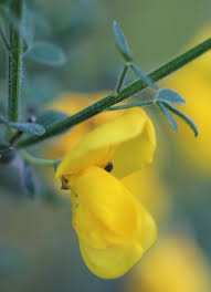 Image result for Cytisus scoparius