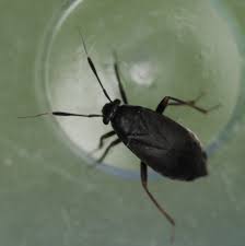 Attēlu rezultāti vaicājumam “Capsus ater”