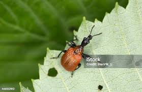 Attēlu rezultāti vaicājumam “Apoderus coryli”