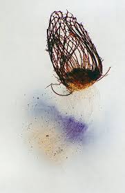 Attēlu rezultāti vaicājumam “Diderma testaceum young”