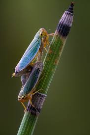 Attēlu rezultāti vaicājumam “Cicadella viridis female”