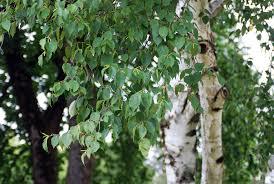 Attēlu rezultāti vaicājumam “Betula papyrifera”