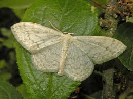 Attēlu rezultāti vaicājumam “Scopula floslactata”