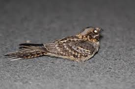 Image result for Caprimulgus ruficollis