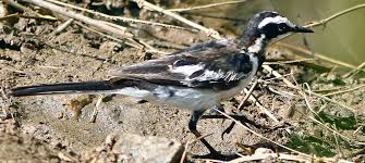 Attēlu rezultāti vaicājumam “Motacillidae”