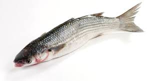 Image result for Liza ramada