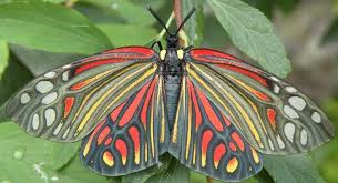 Attēlu rezultāti vaicājumam “Zygaenidae”