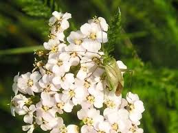 Attēlu rezultāti vaicājumam “Closterotomus biclavatus imago”