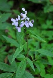 Attēlu rezultāti vaicājumam “Cardamine bulbifera leaf”