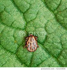 Attēlu rezultāti vaicājumam “Dermacentor reticulatus”