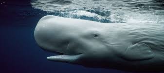 Image result for Physeter macrocephalus