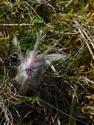 Attēlu rezultāti vaicājumam “Pulsatilla pratensis bud”