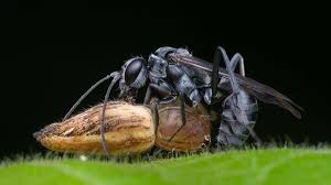 Attēlu rezultāti vaicājumam “Pompilidae”