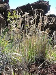 Attēlu rezultāti vaicājumam “Holcus lanatus”