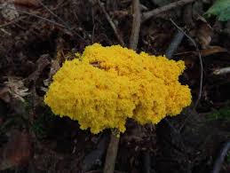 Attēlu rezultāti vaicājumam “Fuligo licentii macro”