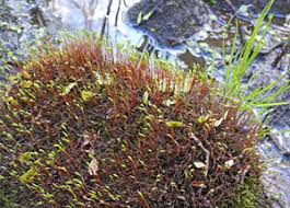 Attēlu rezultāti vaicājumam “Leiocolea rutheana sporophyte”