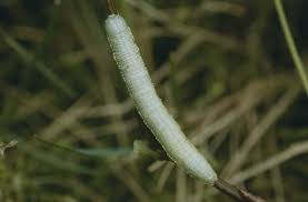 Attēlu rezultāti vaicājumam “Pterostoma palpina”